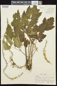 Actaea racemosa image