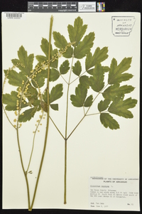 Actaea racemosa image