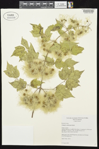 Clematis catesbyana image