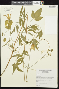 Clematis crispa image