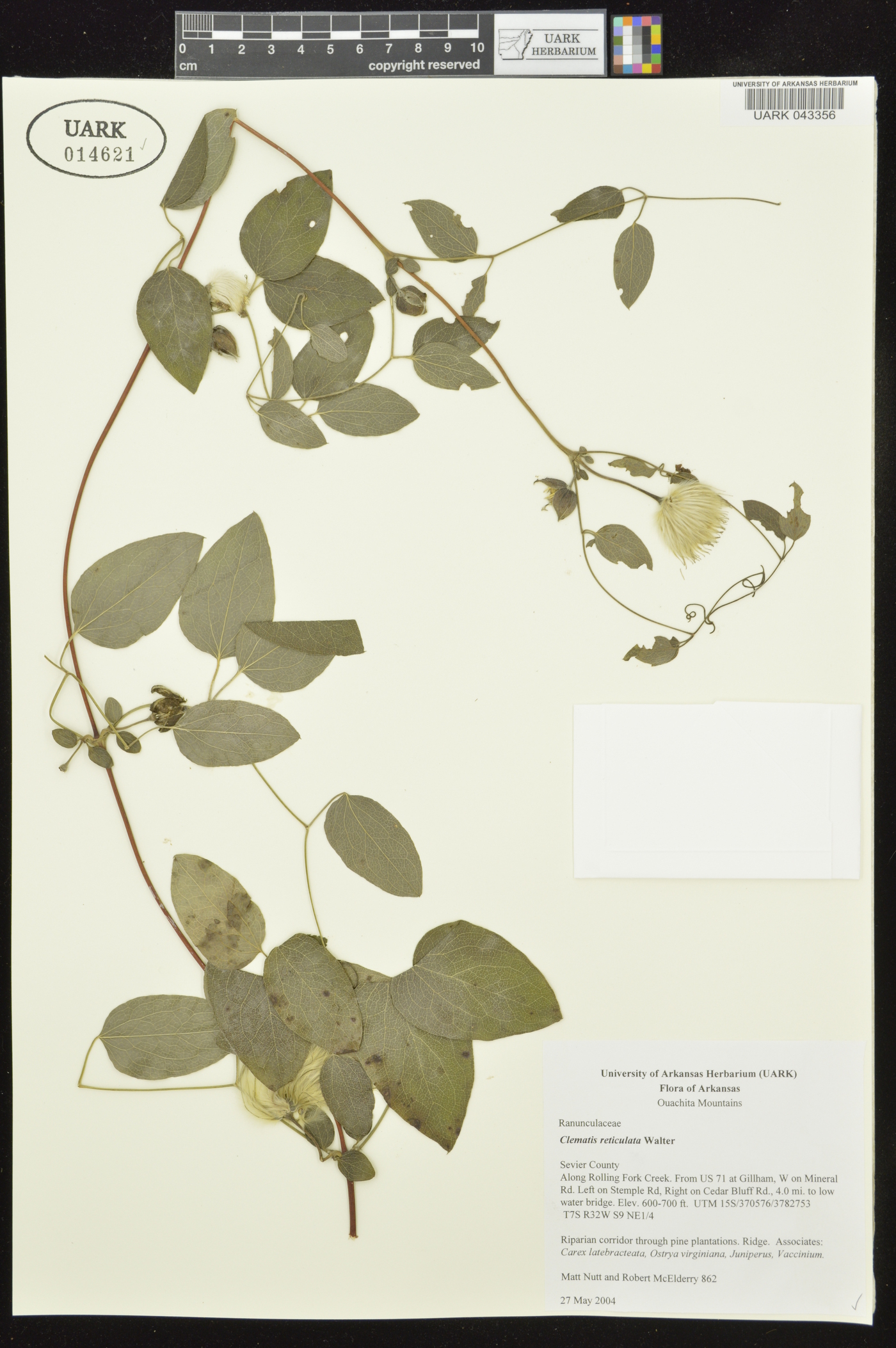 Clematis ouachitensis image