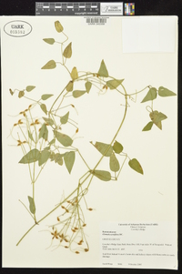 Clematis terniflora image