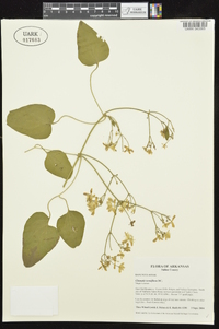 Clematis terniflora image