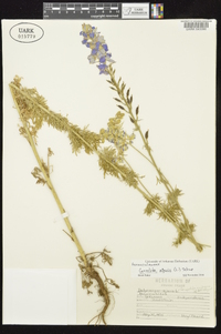 Delphinium ajacis image