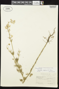 Delphinium ajacis image