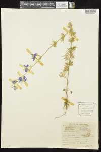 Delphinium ajacis image