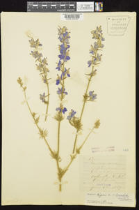 Delphinium ajacis image