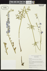 Delphinium carolinianum image