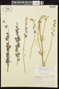 Delphinium carolinianum subsp. carolinianum image