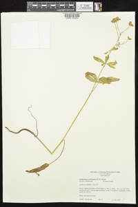 Delphinium newtonianum image