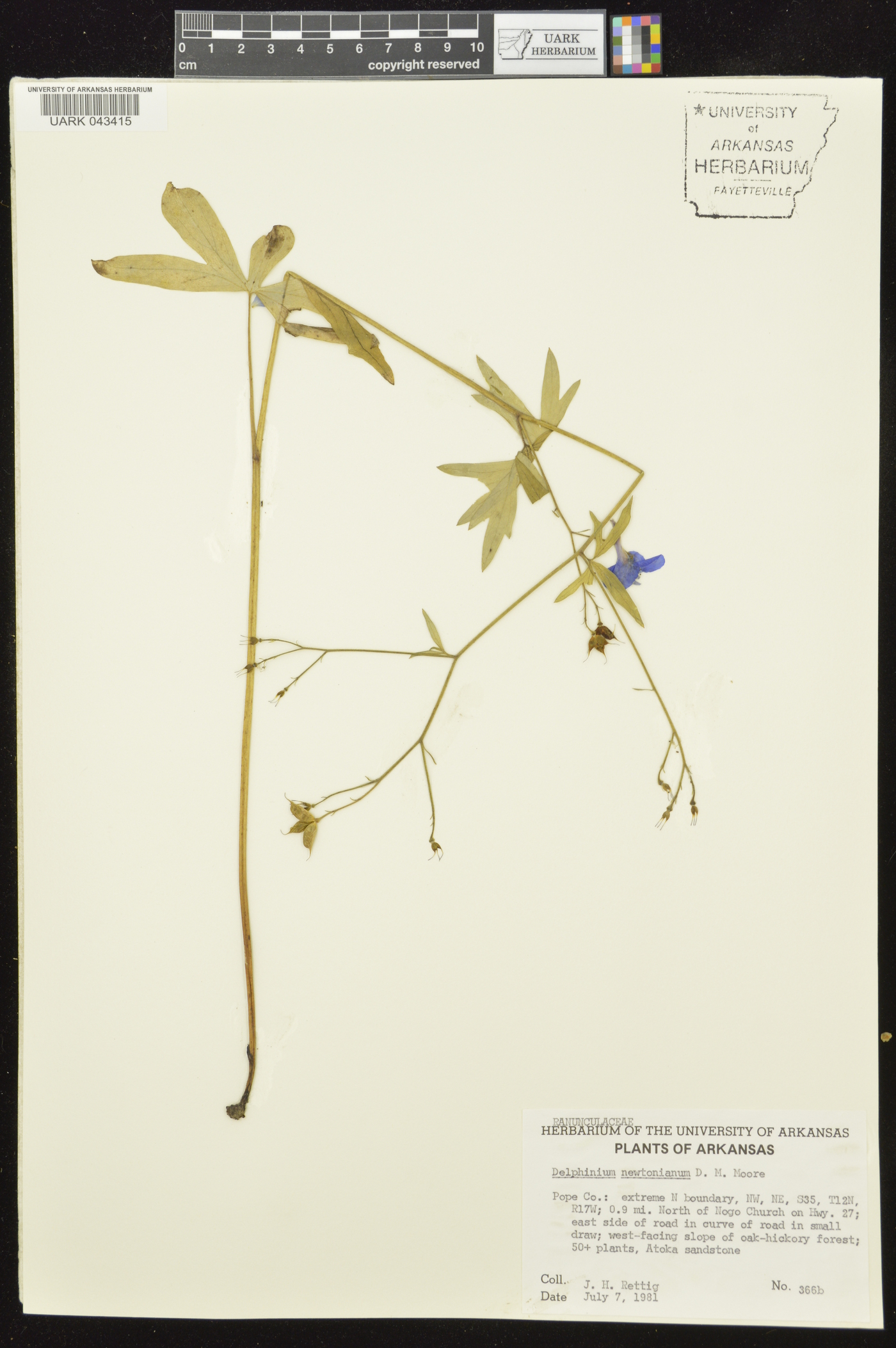 Delphinium newtonianum image