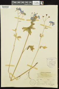 Delphinium newtonianum image