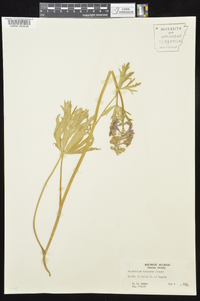 Delphinium tricorne image