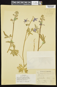 Delphinium tricorne image