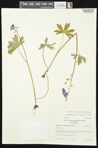 Delphinium tricorne image