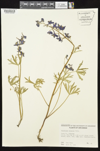 Delphinium tricorne image