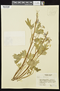 Delphinium tricorne image