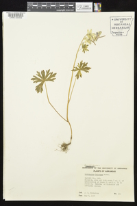 Delphinium tricorne image