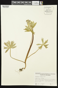 Delphinium tricorne image