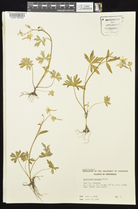 Delphinium tricorne image