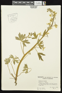 Delphinium tricorne image