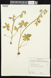 Delphinium tricorne image