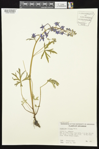 Delphinium tricorne image