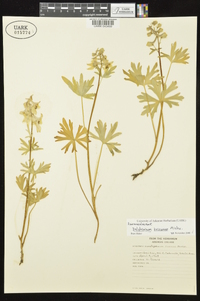 Delphinium tricorne image