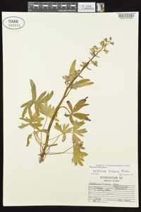 Delphinium tricorne image