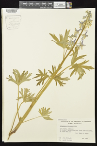 Delphinium tricorne image