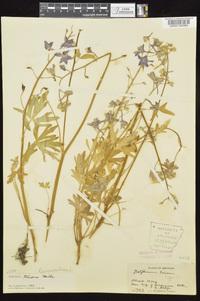 Delphinium tricorne image