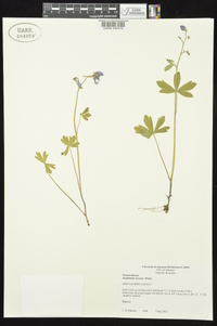 Delphinium tricorne image