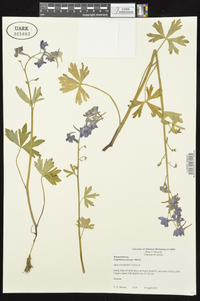 Delphinium tricorne image