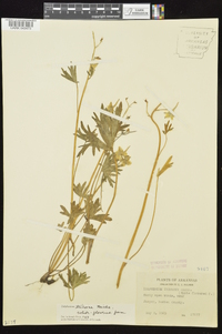 Delphinium tricorne image