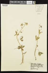 Delphinium tricorne image