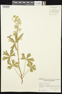 Delphinium tricorne image