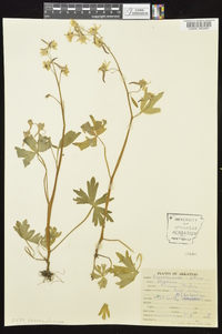 Delphinium tricorne image