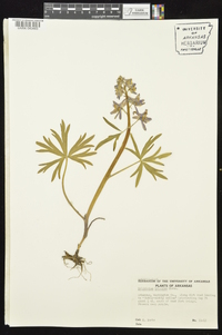 Delphinium tricorne image