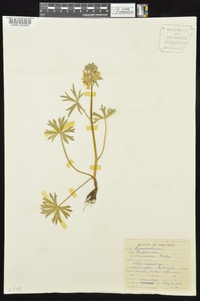 Delphinium tricorne image