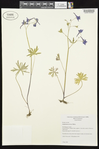 Delphinium tricorne image