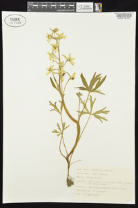 Delphinium tricorne image