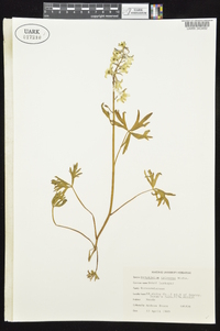 Delphinium tricorne image