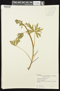 Delphinium tricorne image