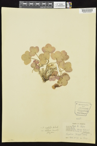 Anemone americana image