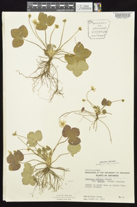 Anemone americana image