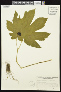 Hydrastis canadensis image