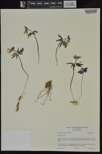 Cardamine angustata image