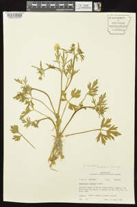 Ranunculus bulbosus image