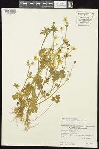 Ranunculus bulbosus image