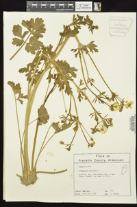 Ranunculus bulbosus image